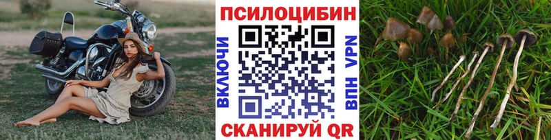 купить наркотики сайты  Себеж  Псилоцибиновые грибы мицелий 